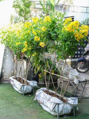 Bộ Tường Cây Huỳnh Liên Cách Điệu