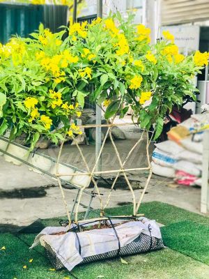 Bộ Tường Cây Huỳnh Liên Cách Điệu