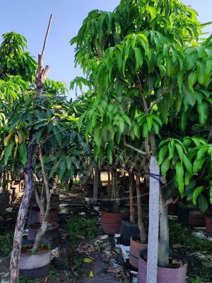 Cùng Sài Gòn Hoa Tậu Cây Bóng Mát-Ưu Đãi Bát Ngát