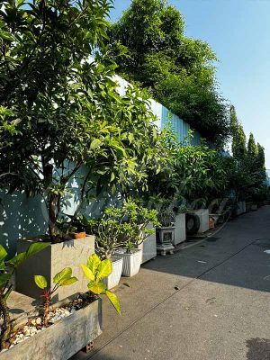 Cùng Sài Gòn Hoa Tậu Cây Bóng Mát-Ưu Đãi Bát Ngát