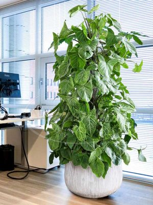 chau-trau-ba-la-trang-leo