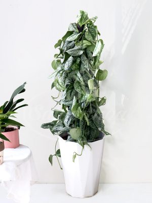 Chậu Cây Trầu Bà Lụa leo Cột