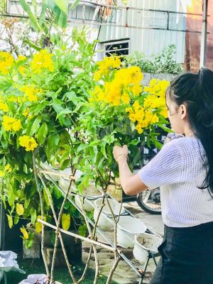 Bộ Tường Cây Huỳnh Liên Cách Điệu