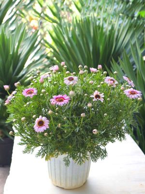 Hoa Cúc Họa Mi Hồng