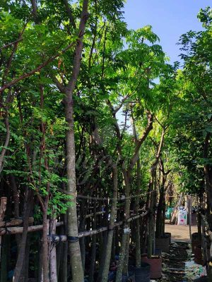 Cùng Sài Gòn Hoa Tậu Cây Bóng Mát-Ưu Đãi Bát Ngát