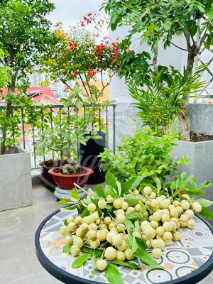 Tiểu Cảnh Sân Thượng 04