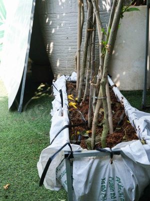 Bộ Tường Cây Huỳnh Liên Cách Điệu