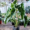 Cay Philodendron Stenolobum