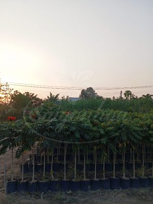 Cây Sò Đo Cam Công Trình