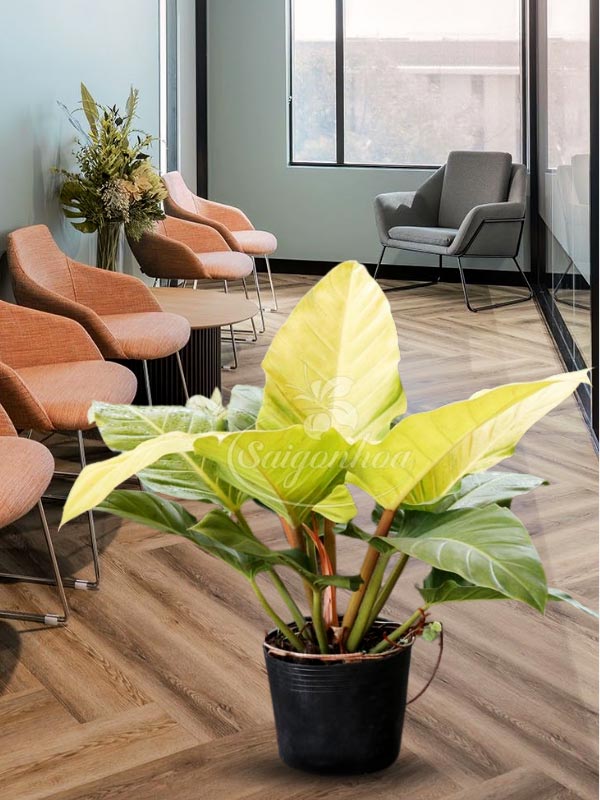 Cây Đại Hoàng Đế