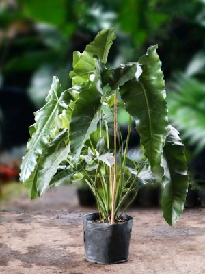 Cây Philodendron Stenolobum
