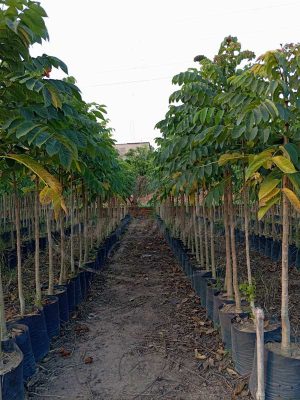 Cây Sò Đo Cam Công Trình