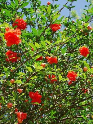 Cây Lựu Đỏ Ấn Độ