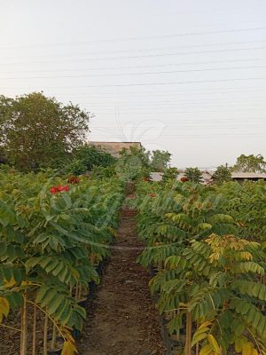 Cây Sò Đo Cam Công Trình