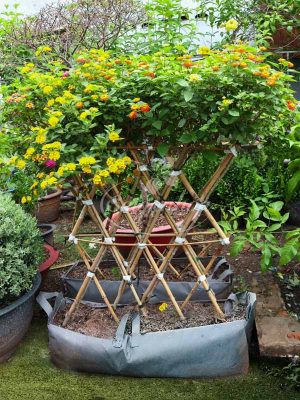 Bộ Tường Rào Hoa Trâm Ổi