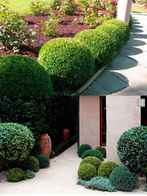 Cây Ắc Ó Col Tròn