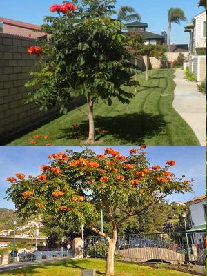 Cây Sò Đo Cam Công Trình