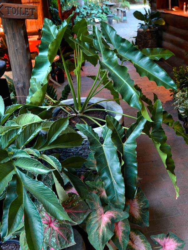 Cây Philodendron Stenolobum