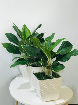 Chậu Nhựa Vuông Đan Mây 15
