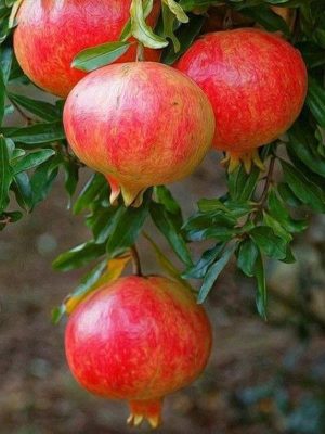 Cây Lựu Đỏ Ấn Độ