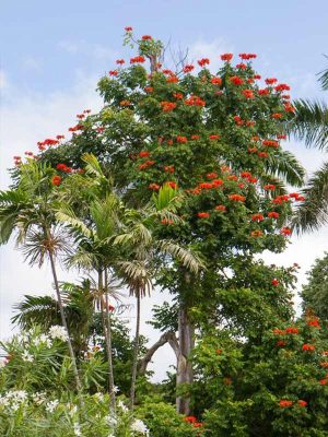 Cây Sò Đo Cam Công Trình