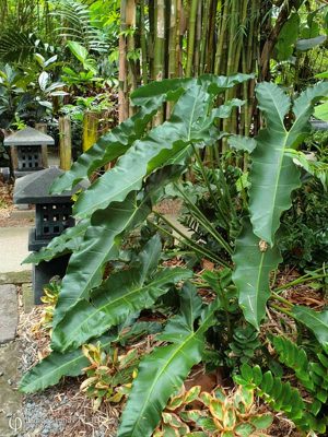 Cây Philodendron Stenolobum