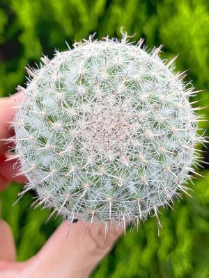 Xương Rồng Bánh Sinh Nhật