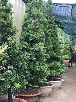 Cây Vạn Niên Tùng Tán Thông