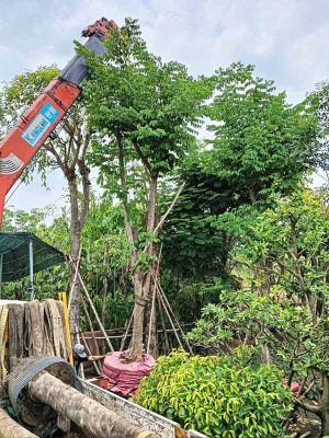 Top 5 cây bóng mát được săn đón nhiều năm 2024