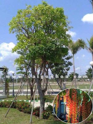 Cây Lộc Vừng
