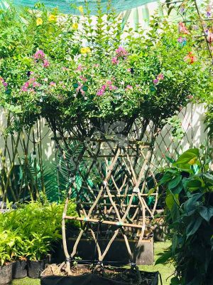 Bộ Tường Rào Hoa Tường Vi