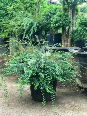 Cây Sơn Liễu Thái Col Tròn