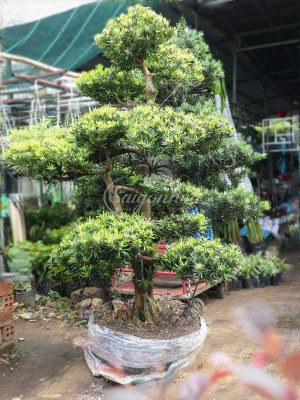 Cây Tùng La Hán Bonsai Sân Vườn