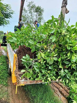 Top 5 cây bóng mát được săn đón nhiều năm 2024