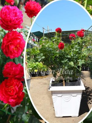 Cây hoa hồng Ligare 230