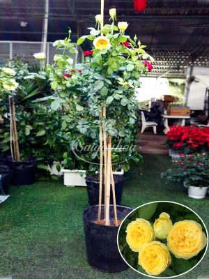 Cây Hoa Hồng Tree Vàng Juliet