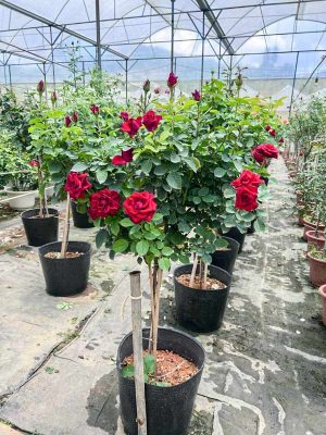 Cây Hoa Hồng Tree Đỏ