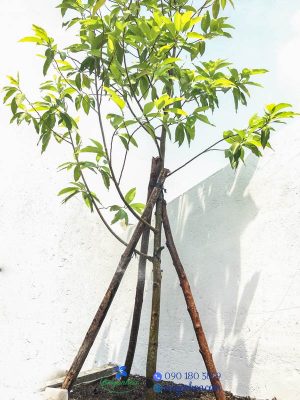 Top 5 cây bóng mát được săn đón nhiều năm 2024