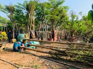 Top 5 cây bóng mát được săn đón nhiều năm 2024