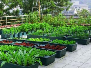 Thiết kế không gian xanh cho nhà phố