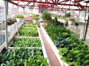 Thiết kế không gian xanh cho nhà phố