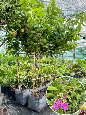 Bộ Tường Rào Bằng Lăng Thái