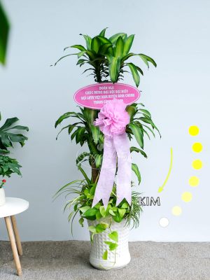 Chậu Cây Phát Tài Quà Tặng Mệnh Kim