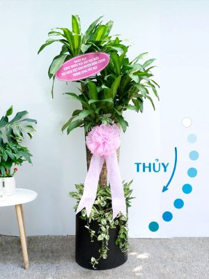 Chậu Cây Phát Tài Quà Tặng Mệnh Thủy