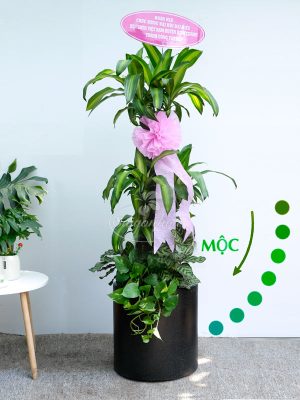 Chậu Cây Phát Tài Quà Tặng Mệnh Mộc