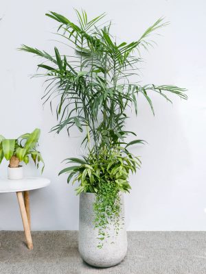 Chậu Cây Cau Hawaii