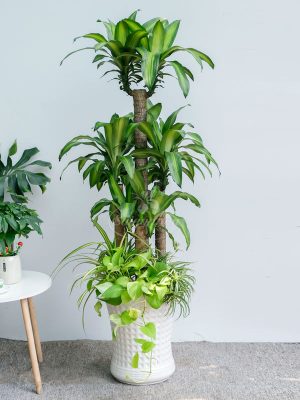 Chậu Cây Phát Tài Khúc