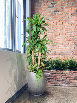 Cây Phát Tài Bát Bảo