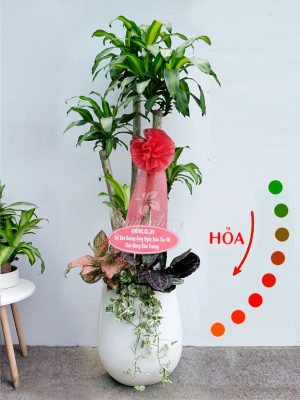 Chậu Cây Phát Tài Quà Tặng Mệnh Hỏa