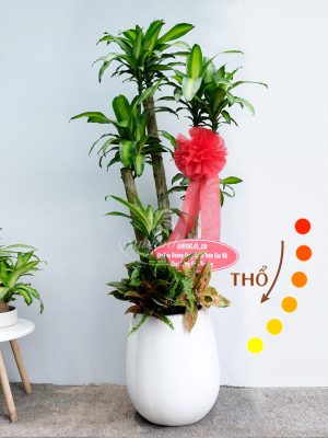Chậu Cây Phát Tài Quà Tặng Mệnh Thổ